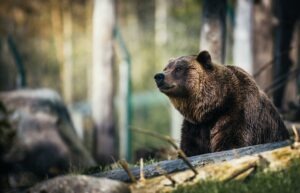 Article : « Moi aussi, je préfère l&rsquo;ours ! »